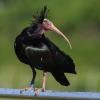 Der Waldrapp gilt laut Roter Liste der bedrohten Arten weltweit als stark gefährdet. (Archivbild)