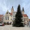 Der Christbaum vor dem Ingolstädter Rathaus stammt aus dem Donaumoos. Die Tanne ist 15 Meter hoch.