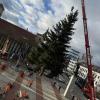 Auf dem Rathausplatz wurde der Neu-Ulmer Weihnachtsbaum aufgestellt, eine 13 Meter hohe Fichte. 