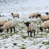 Auch so manches Schaf ist vom Schnee überrascht worden. Wo fällt am Donnerstag erneut Schnee?