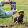 Tierische Stars: Haustiere dominieren die Fotoalben vieler Menschen.