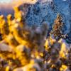 Im Allgäu hat es Ende November kräftig geschneit, am Tag darauf schien die Sonne. Die schönsten Schnee-Fotos unserer Reporter.