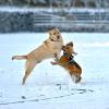 Im Riemer Park in München am tollen zwei Hunde im Neuschnee herum und haben sichtlich ihre Freude daran. 
