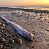 Dieser etwa drei Meter lange Riemenfisch wurde in Kalifornien an den Strand gespült.