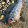 Riemenfische fallen durch ihre Länge und durch hellrote Flossen auf.