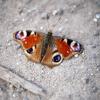 Verirrt sich ein Schmetterling in der kalten Jahreszeit ins Haus, sollte man ihn in einer Pappschachtel mit Luftlöchern an einem kühlen, dunklen Ort überwintern lassen.