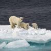 Der Fotograf Michael Martin ist am Nordpol einer Eisbärenfamilie begegnet.