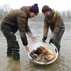 Fischer entlassen schöne Schuppen- und Spiegelkarpfen in die Donau.