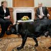 Koni, der schwarze Labrador von Russlands Präsident Wladimir Putin, war beim Treffen seines Herrchens mit Angela Merkel dabei - die Kanzlerin hat Angst vor Hunden. 