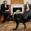 Koni, der schwarze Labrador von Russlands Präsident Wladimir Putin, war beim Treffen seines Herrchens mit Angela Merkel dabei - die Kanzlerin hat Angst vor Hunden. 