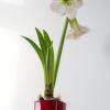 Beliebte Weihnachtspflanze: Die Amaryllis blüht in der Vorweihnachtszeit und kann im Topf gekauft werden.