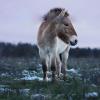 Der erste Schnee: Emilia Drittenpreis hat eines der Przewalski-Pferde bei Königsbrunn fotografiert.