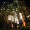 Die vielen Lichtinstallationen, wie hier die Märchenbuche, sorgen im Augsburger Zoo für Weihnachtsstimmung.