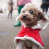 Poppy trug ein Weihnachtsmäntelchen.