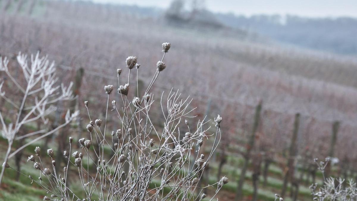 bayern-wetter-am-montag-nebel-und-frost-setzen-sich-fort-kalte-meeresluft-im-anflug