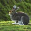 Das Sommerfell soll die Hasen schwerer sichtbar machen für Füchse, Marder, Raben und Greifvögel.