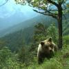 Ein Bär läuft durch ein hügeliges Gebiet im Trentino. Dort greifen die Behörden nun hart gegen Problemtiere durch.