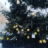 Auf dem Krumbacher Marktplatz steht der Wunschbaum mit den Wunschsternen.