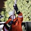 Am Samstagabend brannte im Ortsteil Ried bei Neuravensburg ein Traktor. Einer aufmerksamen Nachbarin war es wohl zu verdanken, dass der Brand schnell entdeckt wurde und das Feuer nicht auf das Ökonomiegebäude übergriff.

Nach Angaben der Feuerwehr Wangen konnte der Traktor noch rechtzeitig aus der Scheune gezogen werden. Die Anwohner begannen mit Feuerlöschern den Brand einzudämmen, bis die Feuerwehr eintraf. Diese löschte den Traktor in sicherer Entfernung zum Gebäude. Angebrannte Heuballen wurden ins Freie gebracht.
[video]https://www.youtube.com/watch?v=_duWFDCkQ5w[/video]
Nach Glutnestern gesuchtDa im Bereich der Scheune durch die starke Hitzeentwicklung Balken verkohlt und auch Heu in Brand geraten waren, wurde bei den Nachlöscharbeiten akribisch nach verstecken Glutnestern gesucht. Dazu wurde auch eine Wärmebildkamera eingesetzt. Im Einsatz waren insgesamt 55 Feuerangehörige mit acht Fahrzeugen. Ebenfalls vor Ort waren das DRK-Wangen und mehrere Beamte der Polizei.