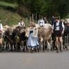 Nach einem verregneten und teil stürmischem Wochenende kehrten am Montag die letzten Allgäuer Älpler mit ihren Tieren ins Tal zurück - und das sogar bei gelegentlichem Sonnenschein. Der Viehscheid in Memhölz ist mit nur etwa 40 Tieren eine der kleinsten Veranstaltungen seiner Art im Allgäu - trotzdem sind hier Jahr für Jahr viele Besucher dabei. Der Grund ist klar: Der Viehscheid in Memhölz gehört zu den familiärsten in der ganzen Region. 
Viehscheid Memhölz mit Kranzrind
Alle Rinder kehren heim: Die gute Nachricht vom Viehscheid in Memhölz - auch heuer wurde die Herde wieder von einem Kranzrind angeführt. Ein Zeichen für einen unfallfreien Bergsommer.