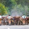 Am Samstag sind auch in Obermaiselstein die Älpler, Hirten und ihre Tiere ins Tal zurückgekehrt. Insgesamt 1.400 Rinder kehrten von insgesamt zwölf Alpen zurück. Damit ist auch dort der Bergsommer beendet. Anders als in vielen anderen Ortschaften gab es in Obermaiselstein mehrere dezentrale Scheidplätze. Einen Hauptscheidplatz gab es nicht. Auch fand der Viehscheid in Obermaiselstein ohne Zeltbetrieb und Fest statt.