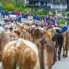 Am Samstag sind auch in Obermaiselstein die Älpler, Hirten und ihre Tiere ins Tal zurückgekehrt. Insgesamt 1.400 Rinder kehrten von insgesamt zwölf Alpen zurück. Damit ist auch dort der Bergsommer beendet. Anders als in vielen anderen Ortschaften gab es in Obermaiselstein mehrere dezentrale Scheidplätze. Einen Hauptscheidplatz gab es nicht. Auch fand der Viehscheid in Obermaiselstein ohne Zeltbetrieb und Fest statt.