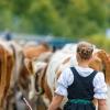 Am Samstag sind auch in Obermaiselstein die Älpler, Hirten und ihre Tiere ins Tal zurückgekehrt. Insgesamt 1.400 Rinder kehrten von insgesamt zwölf Alpen zurück. Damit ist auch dort der Bergsommer beendet. Anders als in vielen anderen Ortschaften gab es in Obermaiselstein mehrere dezentrale Scheidplätze. Einen Hauptscheidplatz gab es nicht. Auch fand der Viehscheid in Obermaiselstein ohne Zeltbetrieb und Fest statt.