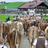 Am Samstag sind auch in Obermaiselstein die Älpler, Hirten und ihre Tiere ins Tal zurückgekehrt. Insgesamt 1.400 Rinder kehrten von insgesamt zwölf Alpen zurück. Damit ist auch dort der Bergsommer beendet. Anders als in vielen anderen Ortschaften gab es in Obermaiselstein mehrere dezentrale Scheidplätze. Einen Hauptscheidplatz gab es nicht. Auch fand der Viehscheid in Obermaiselstein ohne Zeltbetrieb und Fest statt.