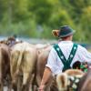 Am Samstag sind auch in Obermaiselstein die Älpler, Hirten und ihre Tiere ins Tal zurückgekehrt. Insgesamt 1.400 Rinder kehrten von insgesamt zwölf Alpen zurück. Damit ist auch dort der Bergsommer beendet. Anders als in vielen anderen Ortschaften gab es in Obermaiselstein mehrere dezentrale Scheidplätze. Einen Hauptscheidplatz gab es nicht. Auch fand der Viehscheid in Obermaiselstein ohne Zeltbetrieb und Fest statt.