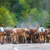 Am Samstag sind auch in Obermaiselstein die Älpler, Hirten und ihre Tiere ins Tal zurückgekehrt. Insgesamt 1.400 Rinder kehrten von insgesamt zwölf Alpen zurück. Damit ist auch dort der Bergsommer beendet. Anders als in vielen anderen Ortschaften gab es in Obermaiselstein mehrere dezentrale Scheidplätze. Einen Hauptscheidplatz gab es nicht. Auch fand der Viehscheid in Obermaiselstein ohne Zeltbetrieb und Fest statt.
