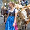 Am Samstag sind auch in Obermaiselstein die Älpler, Hirten und ihre Tiere ins Tal zurückgekehrt. Insgesamt 1.400 Rinder kehrten von insgesamt zwölf Alpen zurück. Damit ist auch dort der Bergsommer beendet. Anders als in vielen anderen Ortschaften gab es in Obermaiselstein mehrere dezentrale Scheidplätze. Einen Hauptscheidplatz gab es nicht. Auch fand der Viehscheid in Obermaiselstein ohne Zeltbetrieb und Fest statt.