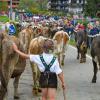 Am Samstag sind auch in Obermaiselstein die Älpler, Hirten und ihre Tiere ins Tal zurückgekehrt. Insgesamt 1.400 Rinder kehrten von insgesamt zwölf Alpen zurück. Damit ist auch dort der Bergsommer beendet. Anders als in vielen anderen Ortschaften gab es in Obermaiselstein mehrere dezentrale Scheidplätze. Einen Hauptscheidplatz gab es nicht. Auch fand der Viehscheid in Obermaiselstein ohne Zeltbetrieb und Fest statt.