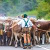 Am Samstag sind auch in Obermaiselstein die Älpler, Hirten und ihre Tiere ins Tal zurückgekehrt. Insgesamt 1.400 Rinder kehrten von insgesamt zwölf Alpen zurück. Damit ist auch dort der Bergsommer beendet. Anders als in vielen anderen Ortschaften gab es in Obermaiselstein mehrere dezentrale Scheidplätze. Einen Hauptscheidplatz gab es nicht. Auch fand der Viehscheid in Obermaiselstein ohne Zeltbetrieb und Fest statt.