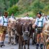 Am Samstag sind auch in Obermaiselstein die Älpler, Hirten und ihre Tiere ins Tal zurückgekehrt. Insgesamt 1.400 Rinder kehrten von insgesamt zwölf Alpen zurück. Damit ist auch dort der Bergsommer beendet. Anders als in vielen anderen Ortschaften gab es in Obermaiselstein mehrere dezentrale Scheidplätze. Einen Hauptscheidplatz gab es nicht. Auch fand der Viehscheid in Obermaiselstein ohne Zeltbetrieb und Fest statt.