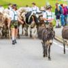 Am Samstag sind auch in Obermaiselstein die Älpler, Hirten und ihre Tiere ins Tal zurückgekehrt. Insgesamt 1.400 Rinder kehrten von insgesamt zwölf Alpen zurück. Damit ist auch dort der Bergsommer beendet. Anders als in vielen anderen Ortschaften gab es in Obermaiselstein mehrere dezentrale Scheidplätze. Einen Hauptscheidplatz gab es nicht. Auch fand der Viehscheid in Obermaiselstein ohne Zeltbetrieb und Fest statt.
