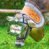 Am Samstag sind auch in Obermaiselstein die Älpler, Hirten und ihre Tiere ins Tal zurückgekehrt. Insgesamt 1.400 Rinder kehrten von insgesamt zwölf Alpen zurück. Damit ist auch dort der Bergsommer beendet. Anders als in vielen anderen Ortschaften gab es in Obermaiselstein mehrere dezentrale Scheidplätze. Einen Hauptscheidplatz gab es nicht. Auch fand der Viehscheid in Obermaiselstein ohne Zeltbetrieb und Fest statt.