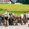 Am Samstag sind auch in Obermaiselstein die Älpler, Hirten und ihre Tiere ins Tal zurückgekehrt. Insgesamt 1.400 Rinder kehrten von insgesamt zwölf Alpen zurück. Damit ist auch dort der Bergsommer beendet. Anders als in vielen anderen Ortschaften gab es in Obermaiselstein mehrere dezentrale Scheidplätze. Einen Hauptscheidplatz gab es nicht. Auch fand der Viehscheid in Obermaiselstein ohne Zeltbetrieb und Fest statt.