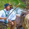 Am Samstag sind auch in Obermaiselstein die Älpler, Hirten und ihre Tiere ins Tal zurückgekehrt. Insgesamt 1.400 Rinder kehrten von insgesamt zwölf Alpen zurück. Damit ist auch dort der Bergsommer beendet. Anders als in vielen anderen Ortschaften gab es in Obermaiselstein mehrere dezentrale Scheidplätze. Einen Hauptscheidplatz gab es nicht. Auch fand der Viehscheid in Obermaiselstein ohne Zeltbetrieb und Fest statt.