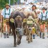 Am Samstag sind auch in Obermaiselstein die Älpler, Hirten und ihre Tiere ins Tal zurückgekehrt. Insgesamt 1.400 Rinder kehrten von insgesamt zwölf Alpen zurück. Damit ist auch dort der Bergsommer beendet. Anders als in vielen anderen Ortschaften gab es in Obermaiselstein mehrere dezentrale Scheidplätze. Einen Hauptscheidplatz gab es nicht. Auch fand der Viehscheid in Obermaiselstein ohne Zeltbetrieb und Fest statt.
