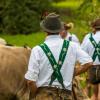 Am Samstag sind auch in Obermaiselstein die Älpler, Hirten und ihre Tiere ins Tal zurückgekehrt. Insgesamt 1.400 Rinder kehrten von insgesamt zwölf Alpen zurück. Damit ist auch dort der Bergsommer beendet. Anders als in vielen anderen Ortschaften gab es in Obermaiselstein mehrere dezentrale Scheidplätze. Einen Hauptscheidplatz gab es nicht. Auch fand der Viehscheid in Obermaiselstein ohne Zeltbetrieb und Fest statt.