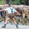 Am Samstag sind auch in Obermaiselstein die Älpler, Hirten und ihre Tiere ins Tal zurückgekehrt. Insgesamt 1.400 Rinder kehrten von insgesamt zwölf Alpen zurück. Damit ist auch dort der Bergsommer beendet. Anders als in vielen anderen Ortschaften gab es in Obermaiselstein mehrere dezentrale Scheidplätze. Einen Hauptscheidplatz gab es nicht. Auch fand der Viehscheid in Obermaiselstein ohne Zeltbetrieb und Fest statt.