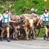 Am Samstag sind auch in Obermaiselstein die Älpler, Hirten und ihre Tiere ins Tal zurückgekehrt. Insgesamt 1.400 Rinder kehrten von insgesamt zwölf Alpen zurück. Damit ist auch dort der Bergsommer beendet. Anders als in vielen anderen Ortschaften gab es in Obermaiselstein mehrere dezentrale Scheidplätze. Einen Hauptscheidplatz gab es nicht. Auch fand der Viehscheid in Obermaiselstein ohne Zeltbetrieb und Fest statt.