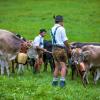 Am Samstag sind auch in Obermaiselstein die Älpler, Hirten und ihre Tiere ins Tal zurückgekehrt. Insgesamt 1.400 Rinder kehrten von insgesamt zwölf Alpen zurück. Damit ist auch dort der Bergsommer beendet. Anders als in vielen anderen Ortschaften gab es in Obermaiselstein mehrere dezentrale Scheidplätze. Einen Hauptscheidplatz gab es nicht. Auch fand der Viehscheid in Obermaiselstein ohne Zeltbetrieb und Fest statt.
