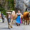 Am Samstag sind auch in Obermaiselstein die Älpler, Hirten und ihre Tiere ins Tal zurückgekehrt. Insgesamt 1.400 Rinder kehrten von insgesamt zwölf Alpen zurück. Damit ist auch dort der Bergsommer beendet. Anders als in vielen anderen Ortschaften gab es in Obermaiselstein mehrere dezentrale Scheidplätze. Einen Hauptscheidplatz gab es nicht. Auch fand der Viehscheid in Obermaiselstein ohne Zeltbetrieb und Fest statt.