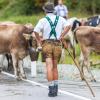Am Samstag sind auch in Obermaiselstein die Älpler, Hirten und ihre Tiere ins Tal zurückgekehrt. Insgesamt 1.400 Rinder kehrten von insgesamt zwölf Alpen zurück. Damit ist auch dort der Bergsommer beendet. Anders als in vielen anderen Ortschaften gab es in Obermaiselstein mehrere dezentrale Scheidplätze. Einen Hauptscheidplatz gab es nicht. Auch fand der Viehscheid in Obermaiselstein ohne Zeltbetrieb und Fest statt.
