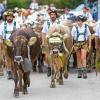 Am Samstag sind auch in Obermaiselstein die Älpler, Hirten und ihre Tiere ins Tal zurückgekehrt. Insgesamt 1.400 Rinder kehrten von insgesamt zwölf Alpen zurück. Damit ist auch dort der Bergsommer beendet. Anders als in vielen anderen Ortschaften gab es in Obermaiselstein mehrere dezentrale Scheidplätze. Einen Hauptscheidplatz gab es nicht. Auch fand der Viehscheid in Obermaiselstein ohne Zeltbetrieb und Fest statt.