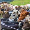 Am Samstag sind auch in Obermaiselstein die Älpler, Hirten und ihre Tiere ins Tal zurückgekehrt. Insgesamt 1.400 Rinder kehrten von insgesamt zwölf Alpen zurück. Damit ist auch dort der Bergsommer beendet. Anders als in vielen anderen Ortschaften gab es in Obermaiselstein mehrere dezentrale Scheidplätze. Einen Hauptscheidplatz gab es nicht. Auch fand der Viehscheid in Obermaiselstein ohne Zeltbetrieb und Fest statt.