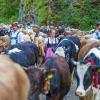 Am Samstag sind auch in Obermaiselstein die Älpler, Hirten und ihre Tiere ins Tal zurückgekehrt. Insgesamt 1.400 Rinder kehrten von insgesamt zwölf Alpen zurück. Damit ist auch dort der Bergsommer beendet. Anders als in vielen anderen Ortschaften gab es in Obermaiselstein mehrere dezentrale Scheidplätze. Einen Hauptscheidplatz gab es nicht. Auch fand der Viehscheid in Obermaiselstein ohne Zeltbetrieb und Fest statt.