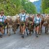 Am Samstag sind auch in Obermaiselstein die Älpler, Hirten und ihre Tiere ins Tal zurückgekehrt. Insgesamt 1.400 Rinder kehrten von insgesamt zwölf Alpen zurück. Damit ist auch dort der Bergsommer beendet. Anders als in vielen anderen Ortschaften gab es in Obermaiselstein mehrere dezentrale Scheidplätze. Einen Hauptscheidplatz gab es nicht. Auch fand der Viehscheid in Obermaiselstein ohne Zeltbetrieb und Fest statt.