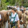 Am Samstag sind auch in Obermaiselstein die Älpler, Hirten und ihre Tiere ins Tal zurückgekehrt. Insgesamt 1.400 Rinder kehrten von insgesamt zwölf Alpen zurück. Damit ist auch dort der Bergsommer beendet. Anders als in vielen anderen Ortschaften gab es in Obermaiselstein mehrere dezentrale Scheidplätze. Einen Hauptscheidplatz gab es nicht. Auch fand der Viehscheid in Obermaiselstein ohne Zeltbetrieb und Fest statt.